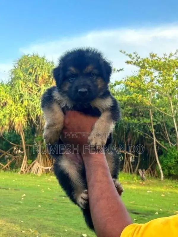 German Shepherd Male Puppy