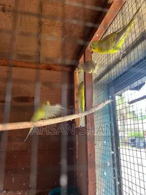 Love Birds