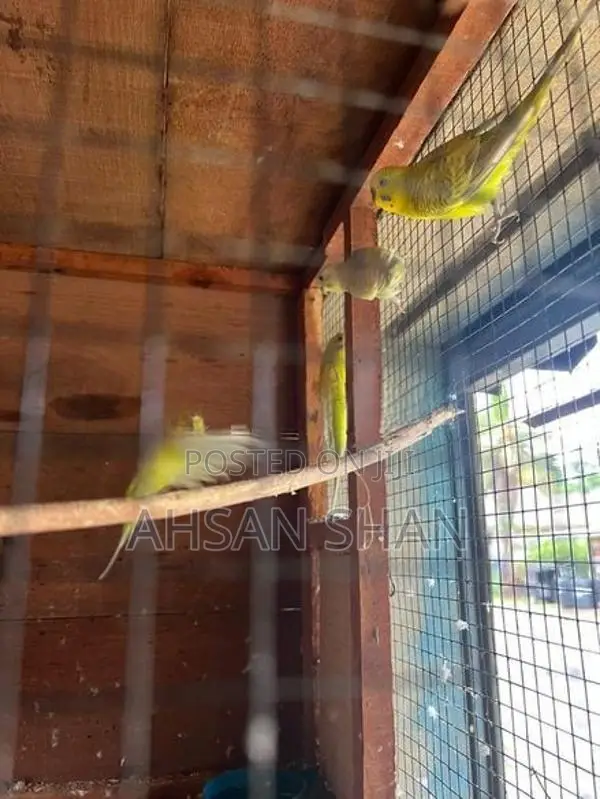 Love Birds