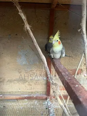 Cockatiel Birds