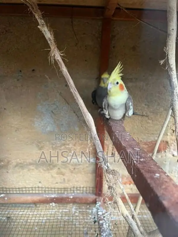 Cockatiel Birds