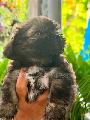 Shih Tzu Puppies