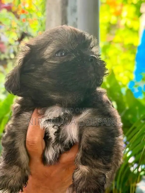 Shih Tzu Puppies