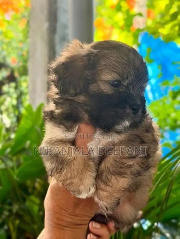 Shih Tzu Puppies
