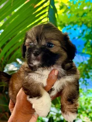 Shih Tzu Puppies