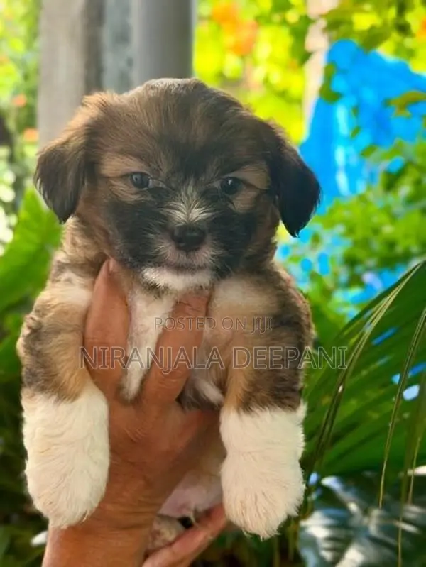 Shih Tzu Puppies