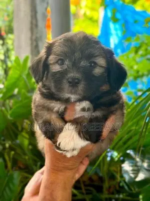 Shih Tzu Puppies