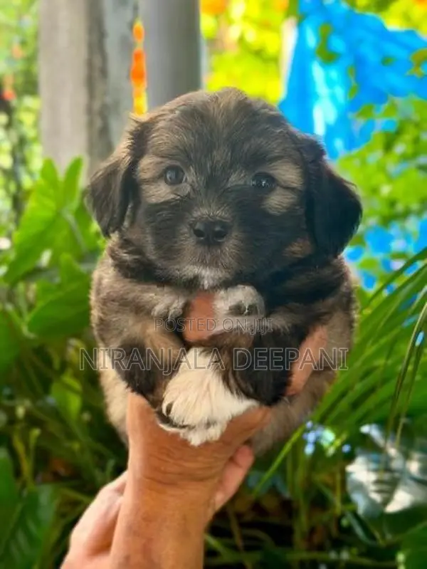 Shih Tzu Puppies