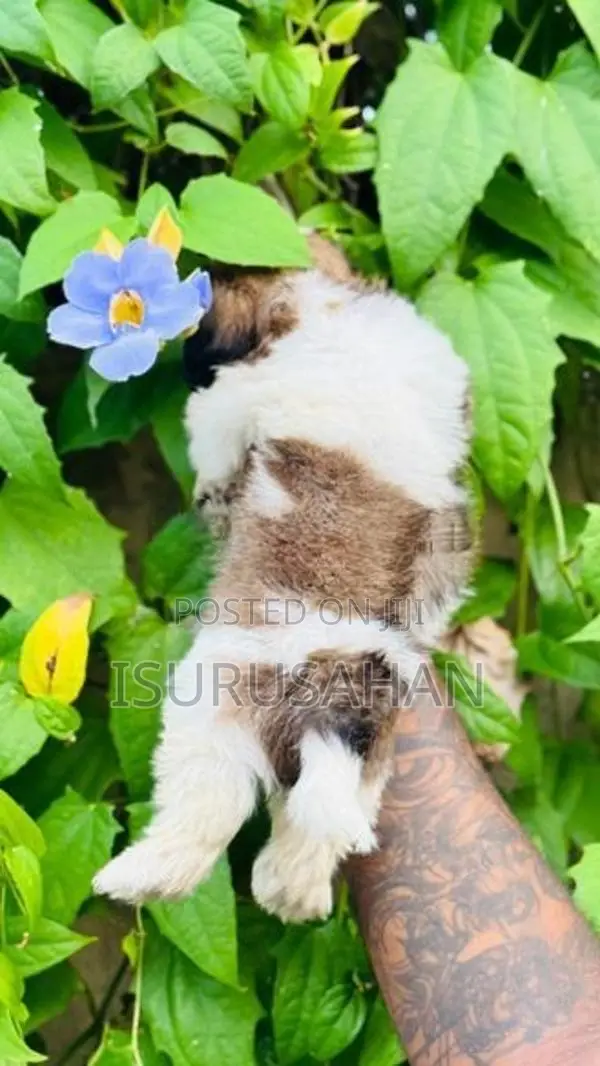 Shih tzu