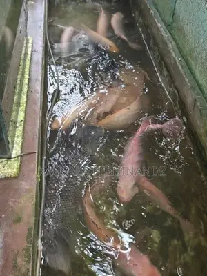 Giant Gurami with Mozambique Fishes