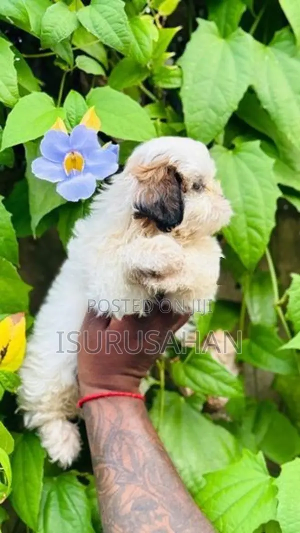 Shih tzu