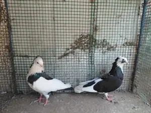 Pigeon