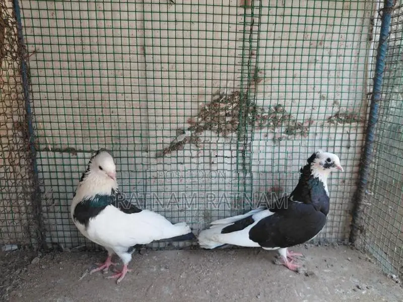 Pigeon
