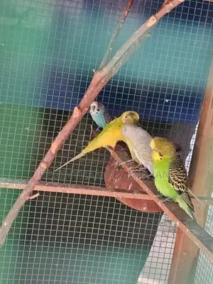 Love Birds