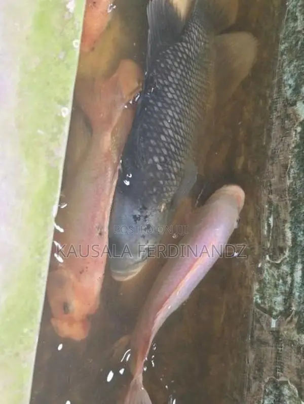 Giant Gurami with Mozambique Fishes