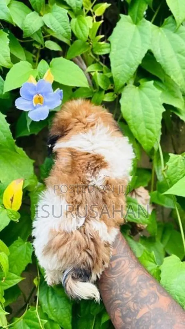 Shih tzu