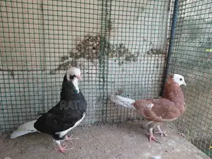 Pigeon