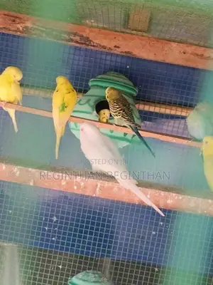Love Birds