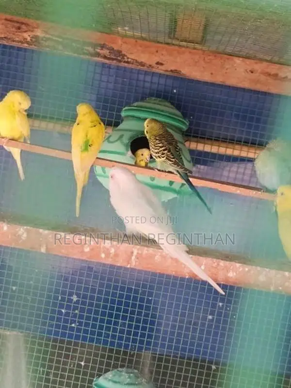 Love Birds