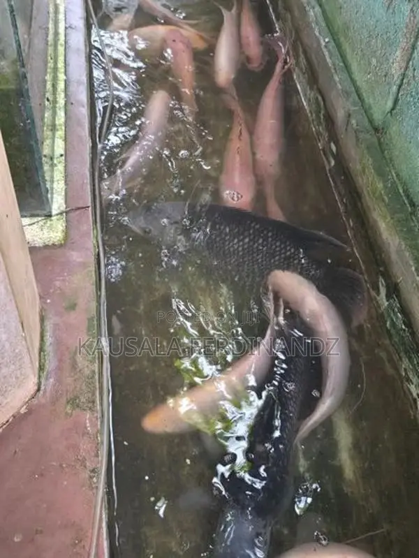 Giant Gurami with Mozambique Fishes