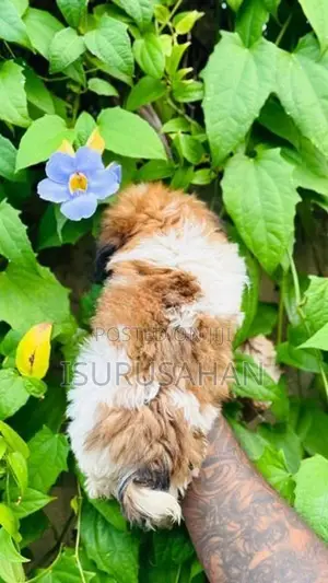 Shih tzu
