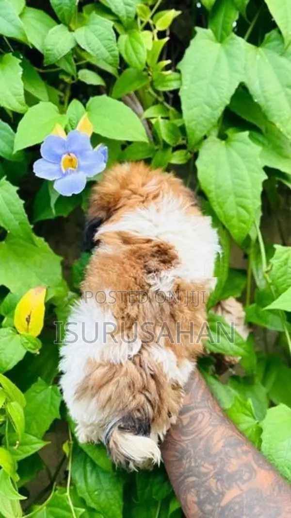 Shih tzu