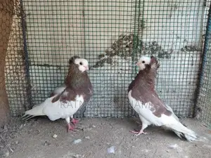 Pigeon