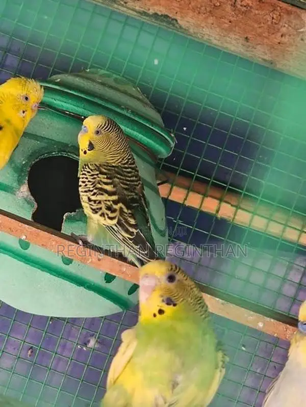 Love Birds