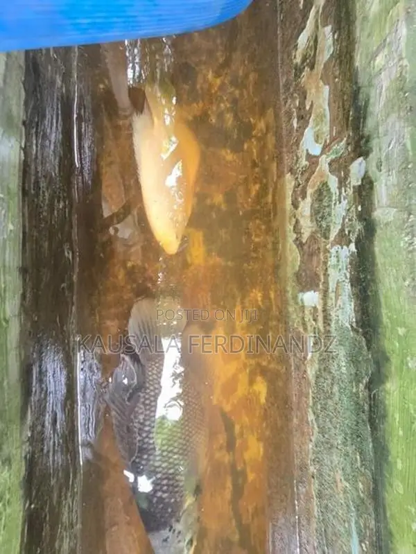 Giant Gurami with Mozambique Fishes