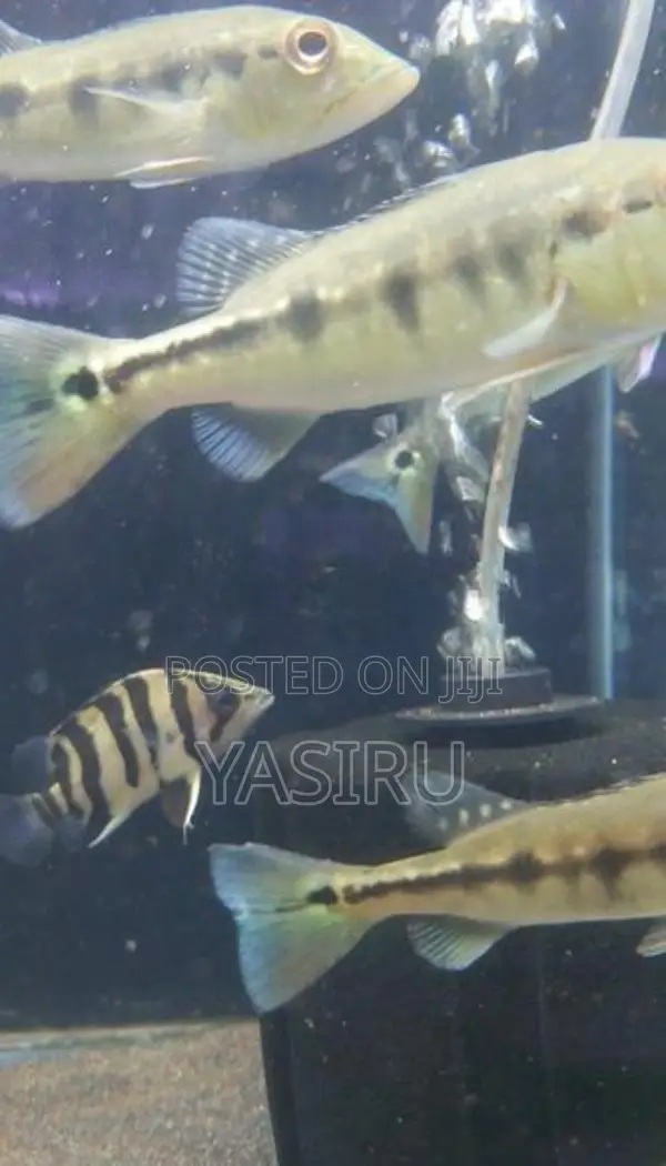 Intermedia Peacock bass