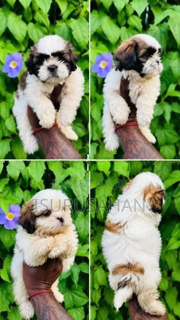 Shih tzu