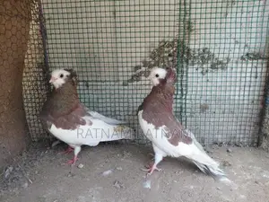 Pigeon