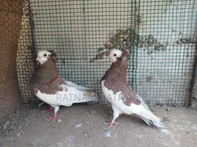 Pigeon