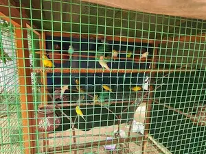 Love Birds
