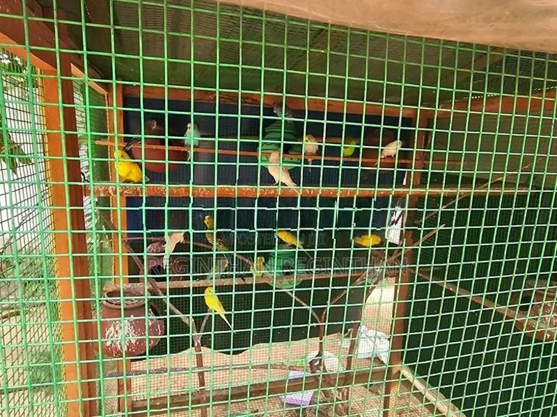 Love Birds
