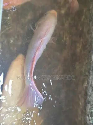 Giant Gurami with Mozambique Fishes