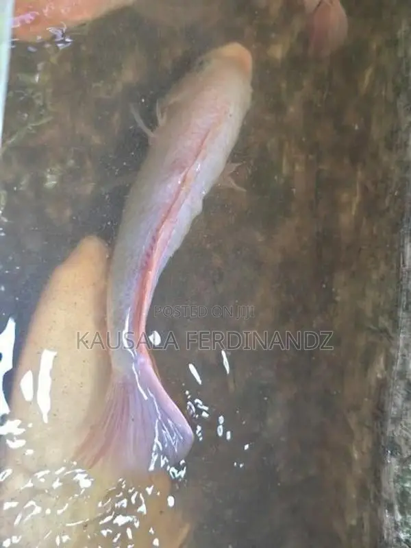 Giant Gurami with Mozambique Fishes