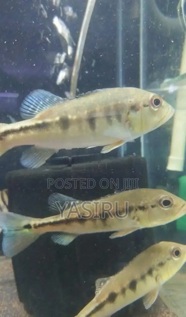 Intermedia Peacock bass