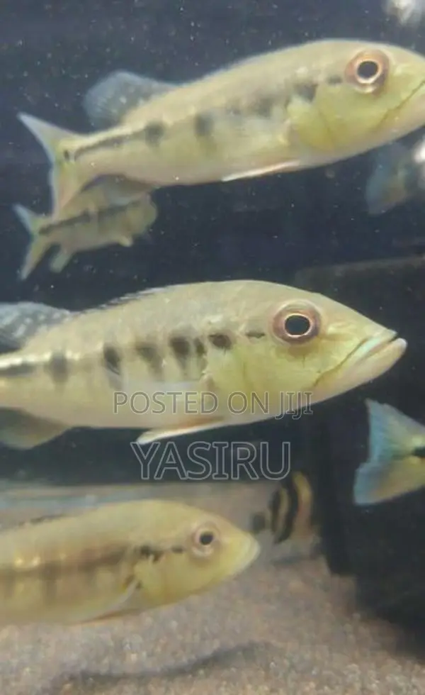 Intermedia Peacock bass