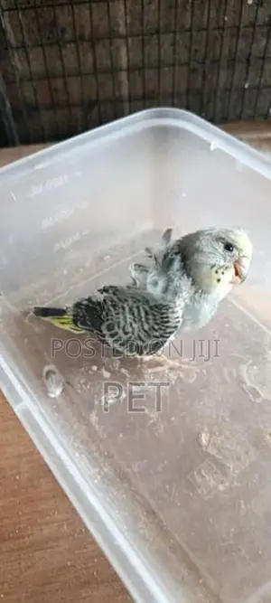 helicopter chik