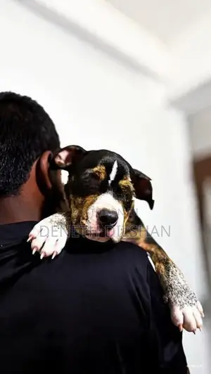 American Bully Dog