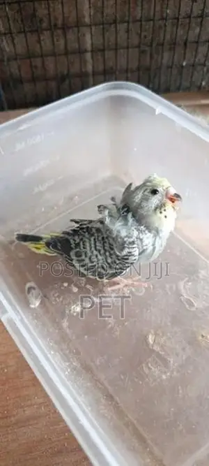 helicopter chik