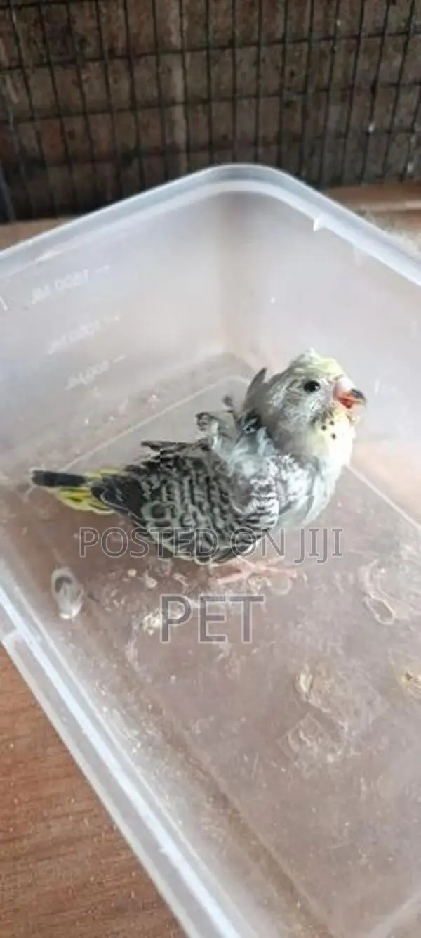 helicopter chik
