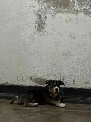 American Bully Dog