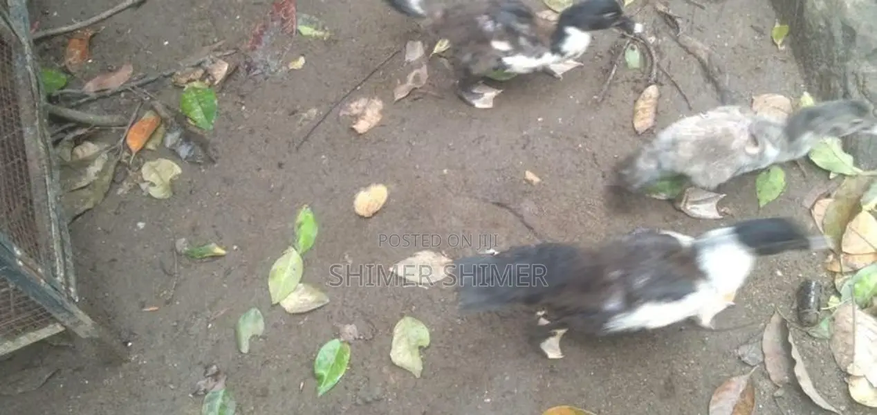 Ducks