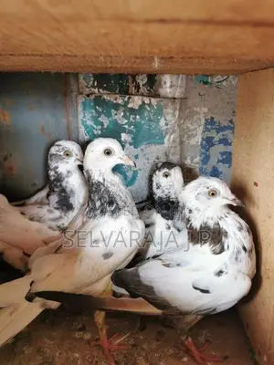 pigeons