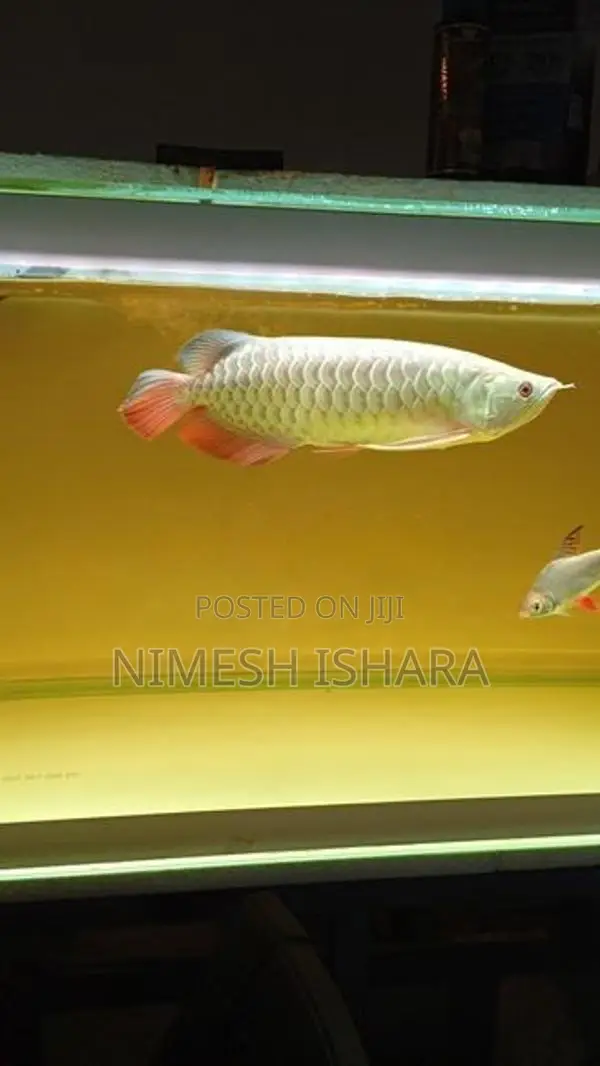 golden arowana