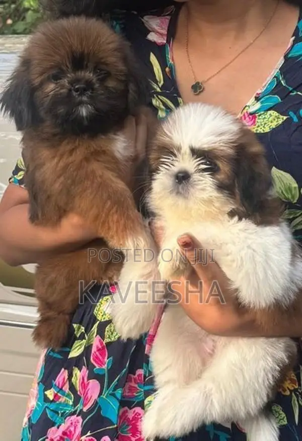 Shih Tzu Puppies