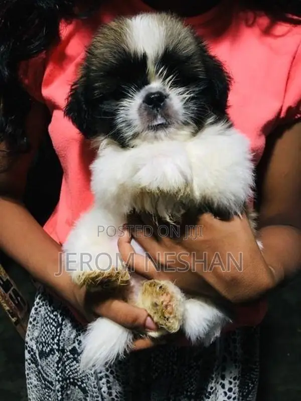 Shih Tzu Puppies