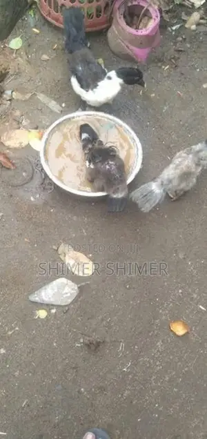 Ducks